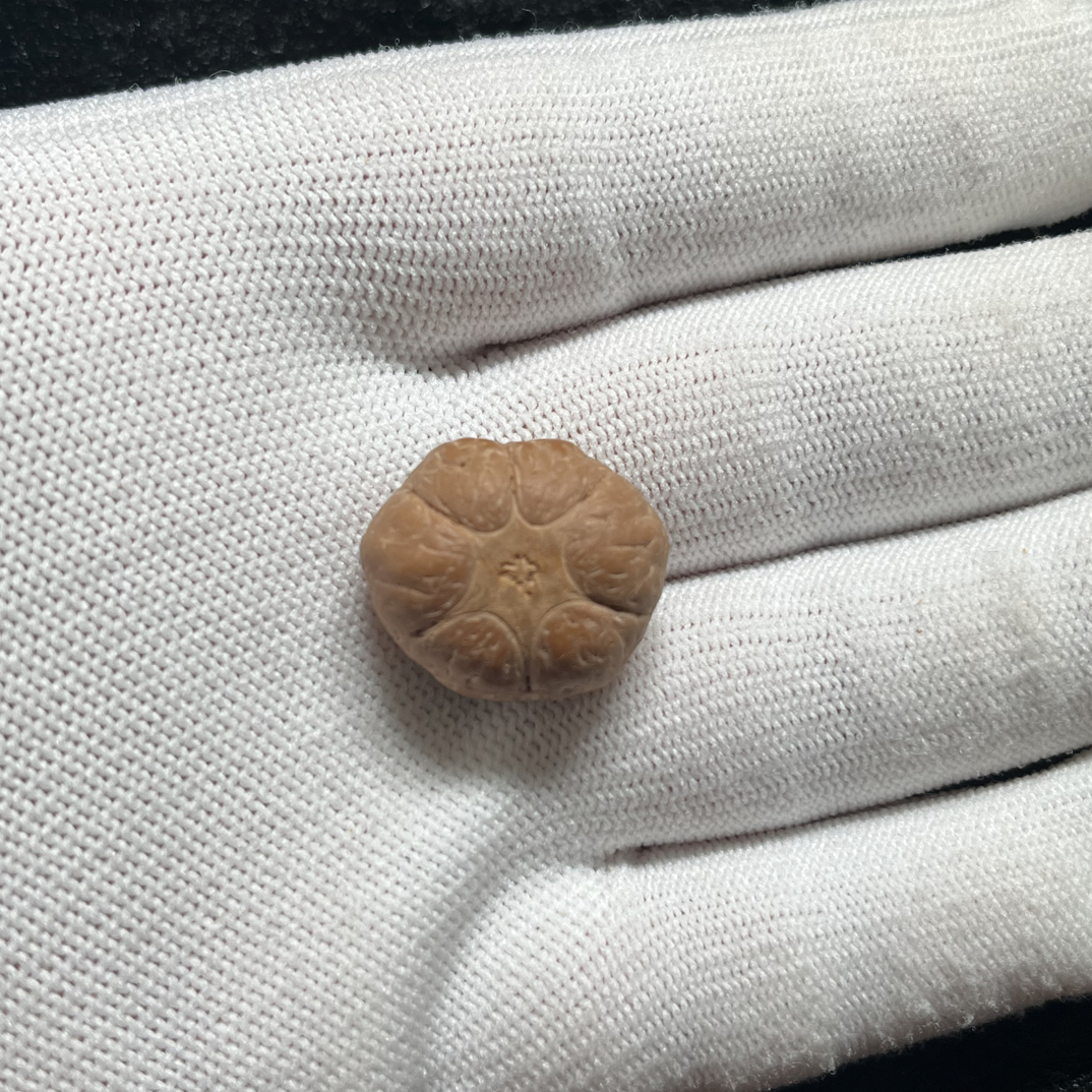 尼泊尔小凤眼六道轮回尺寸21.9mm厚14mm没打孔