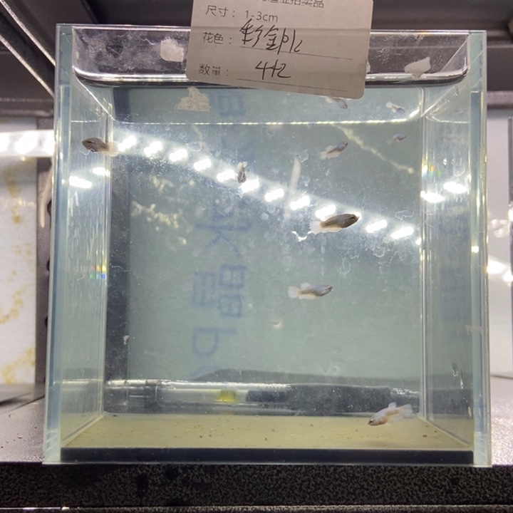 斗鱼包活不包损所见即所得324