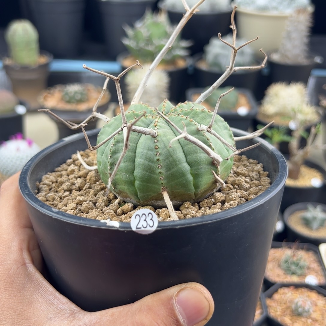 法丽达实生大戟6.8一物一拍233