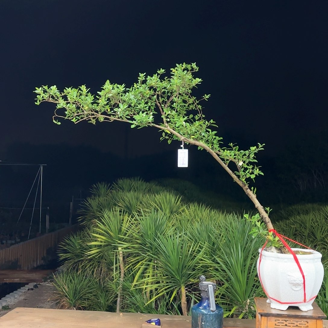 盆景精品海岛栀子花