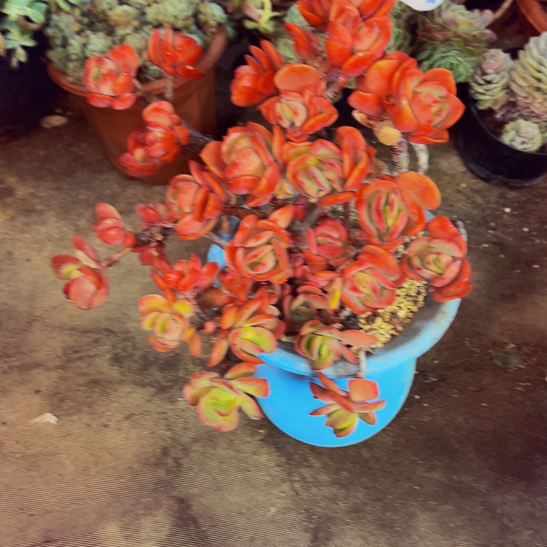 上***）106号一物一拍带盆物流