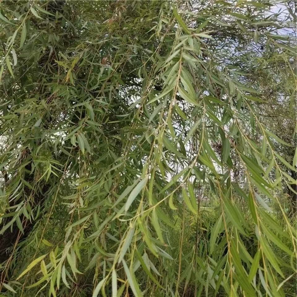 老中家（金·钱·刘）农家好物分享百合之乡百合炒肉