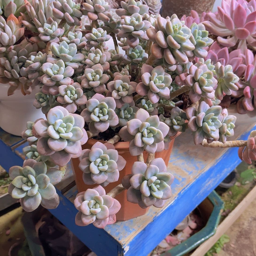 闹***闹多喝水喝水都可以