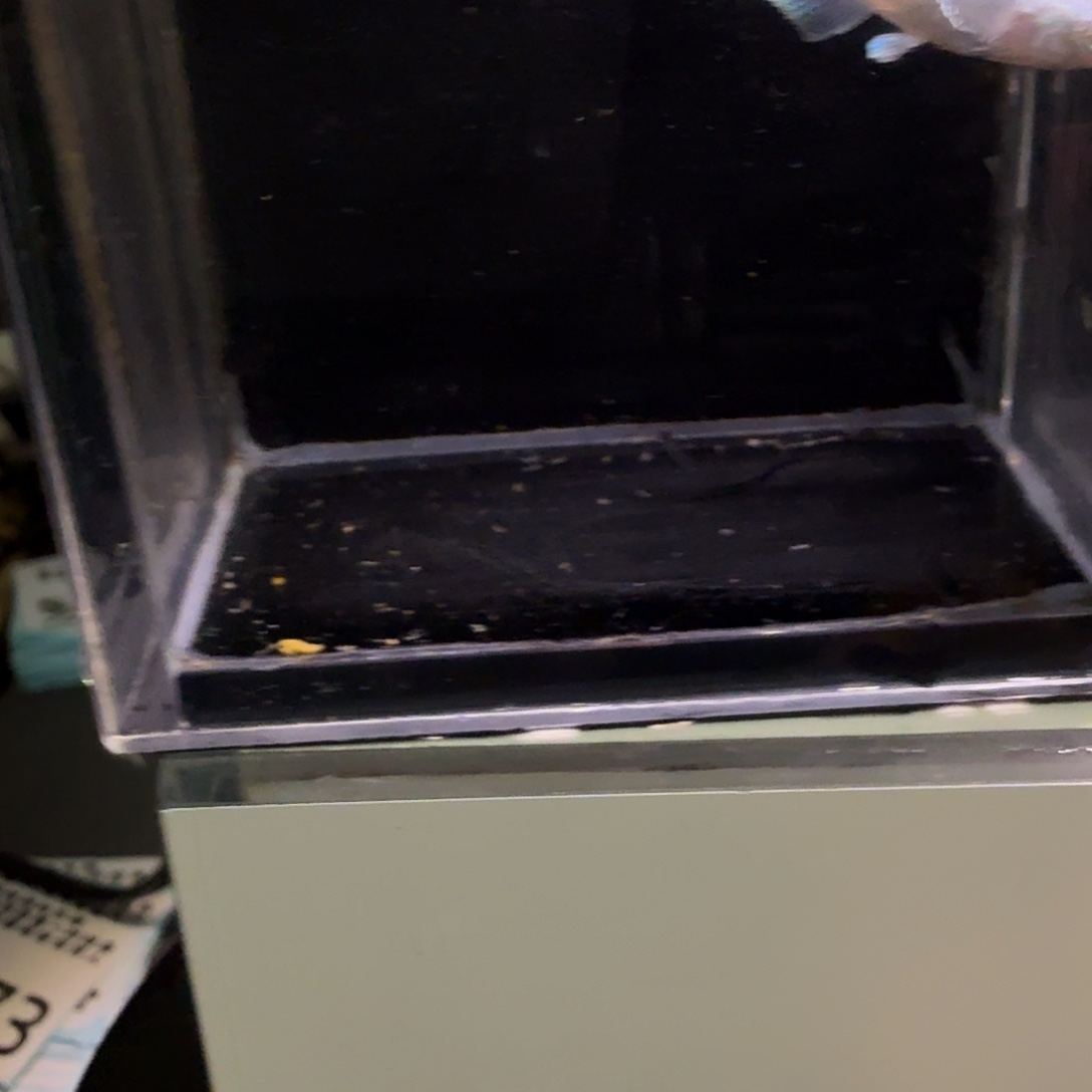 青鳉鱼一物一拍373