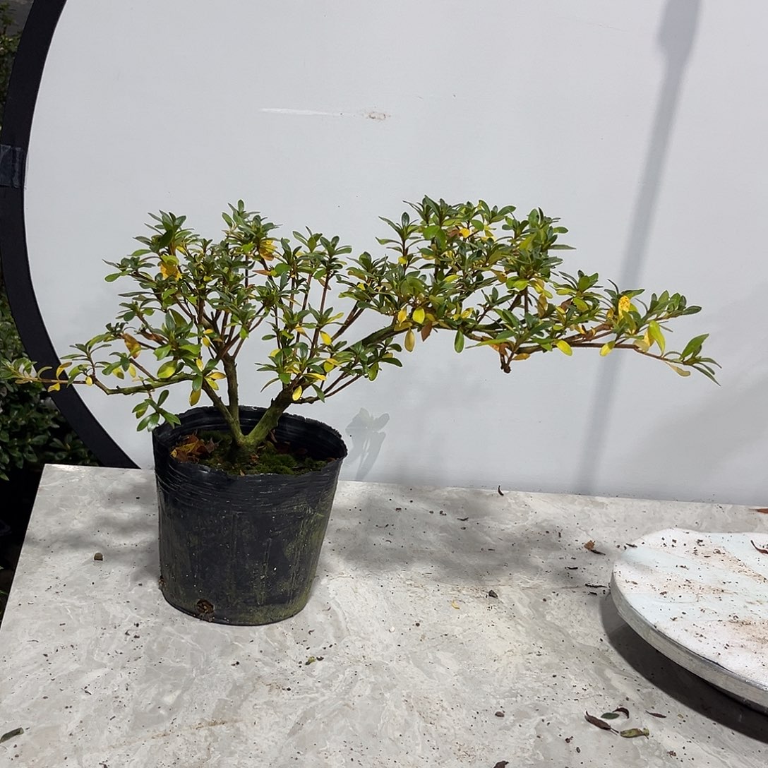 梳***雨完全开放赤千羽鹤