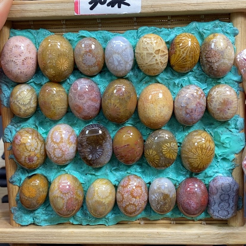 【闪购商品】硅化珊瑚（珊瑚玉）颈饰未镶嵌K8