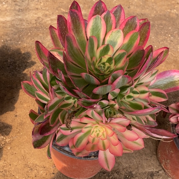 粉女巫手捧多肉111