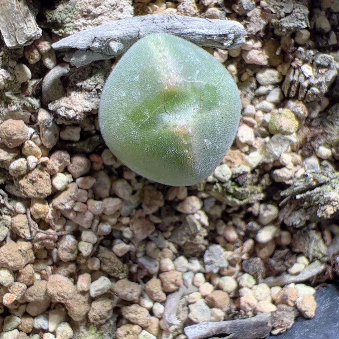 【闪购商品】311 空蝉