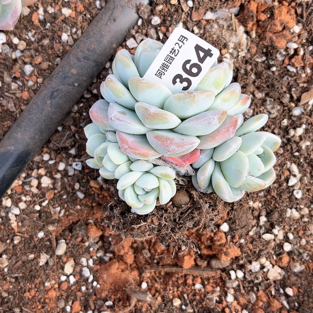 阿雅园艺。             364