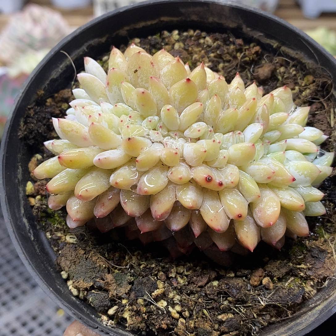 1142 橙梦露缀化