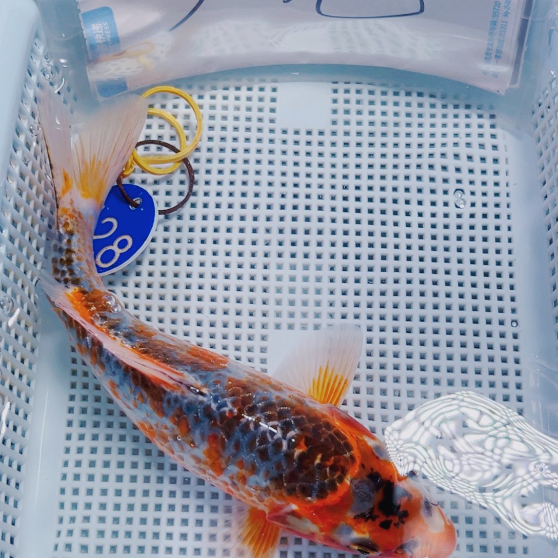 锦鲤128锦鲤冷水观赏