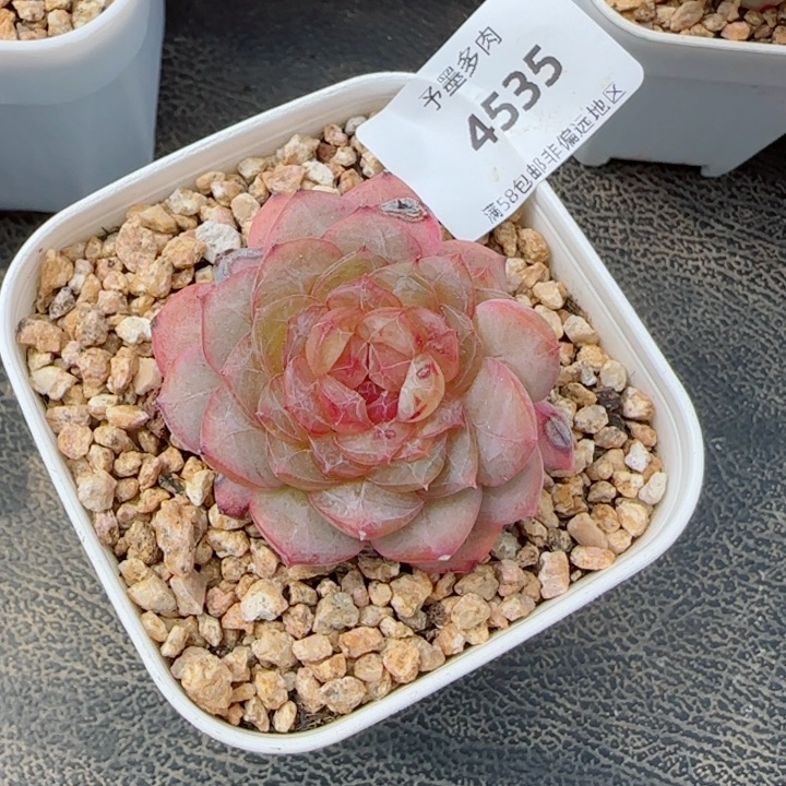 寒江雪，4535多肉植物