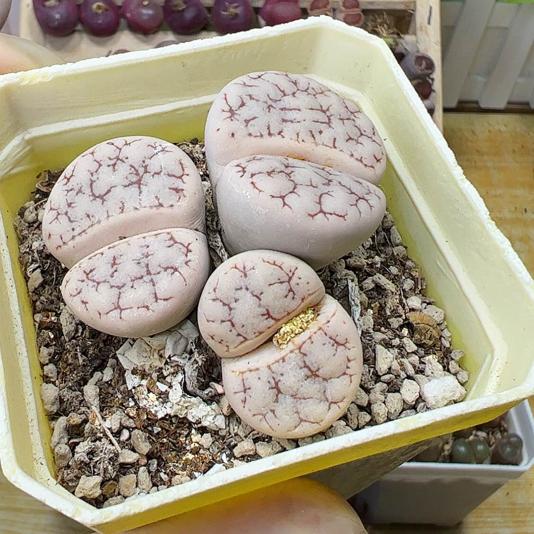 带盆发荒玉母本………………………