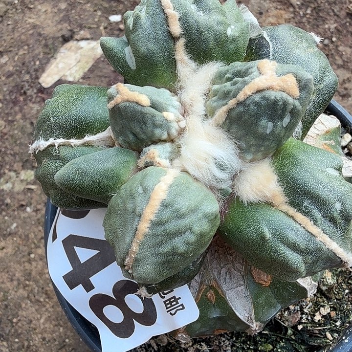 无花朵248蓝白肌叉尤蛋怒东四