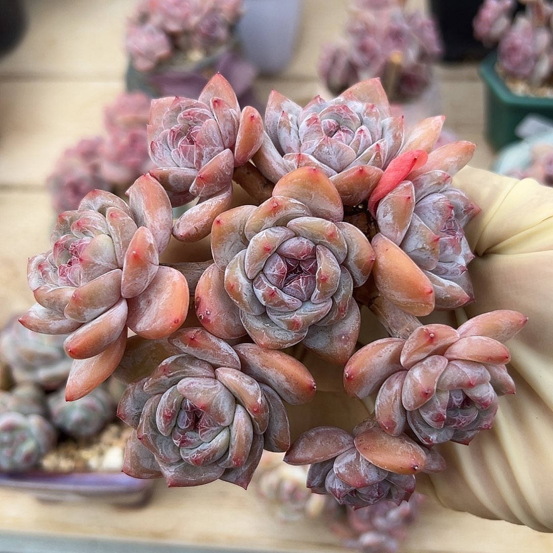 8头金控小脸哈哈哈
