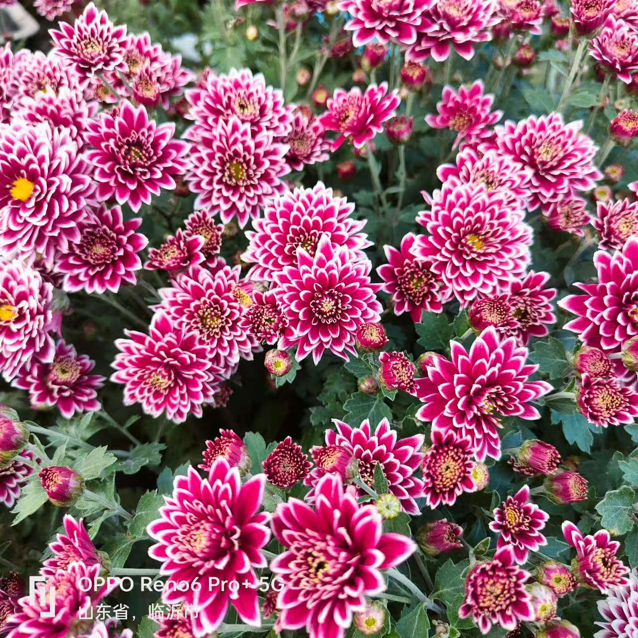 【钟山双骄】四季菊花盆栽千头菊多年生宿根