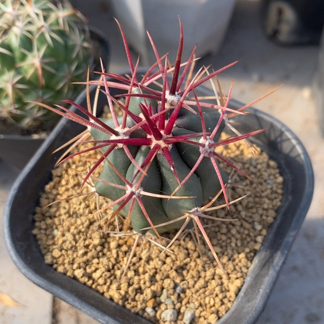 刈穗玉实生仙人球