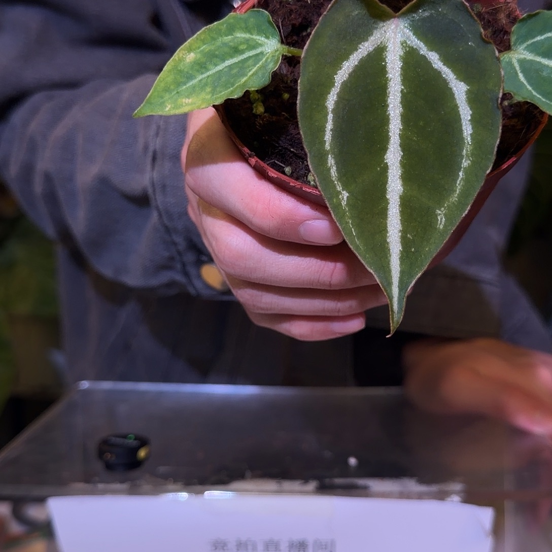 完全开放F306  一脉神盾杂木克力