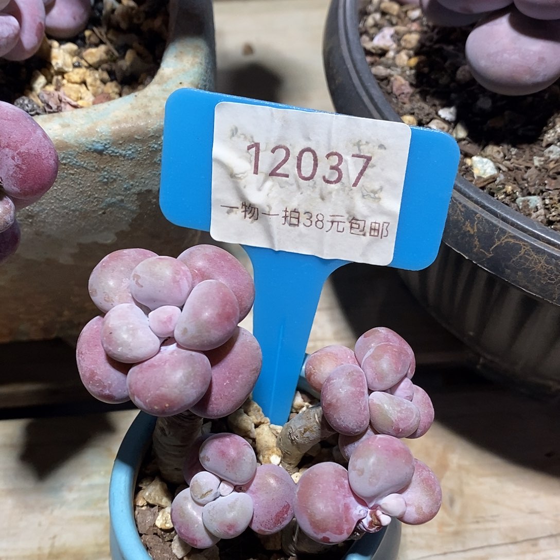 12037哈木架利润哦咯嗯