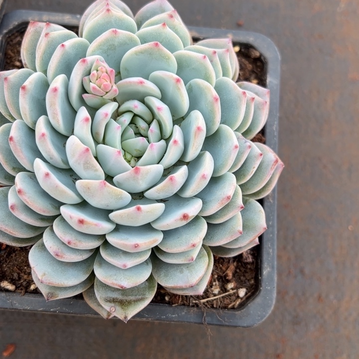 海棠花多肉植物18包邮