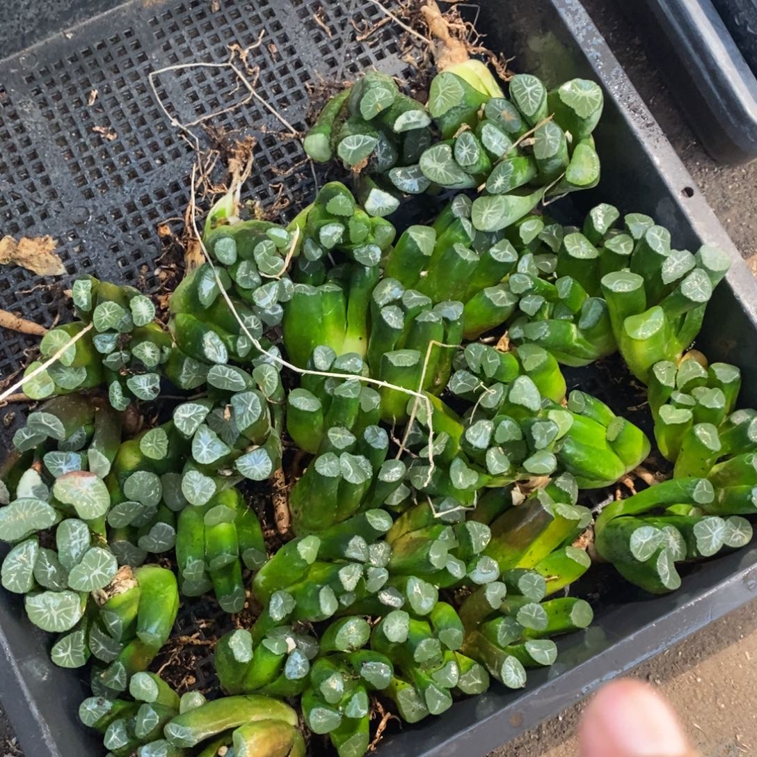 930 一颗实生万象 整点福利