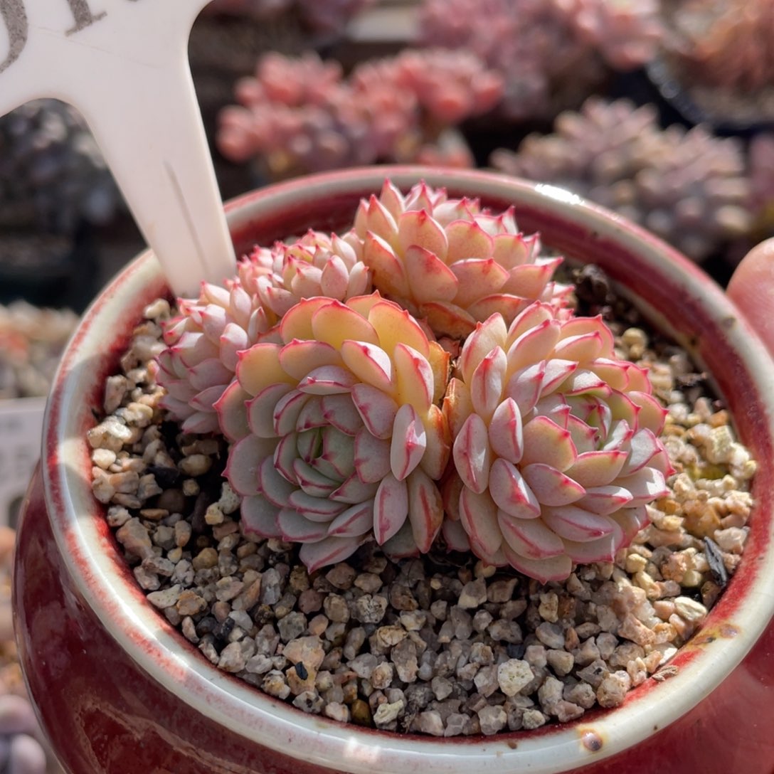 130小红船不带盆7厘米