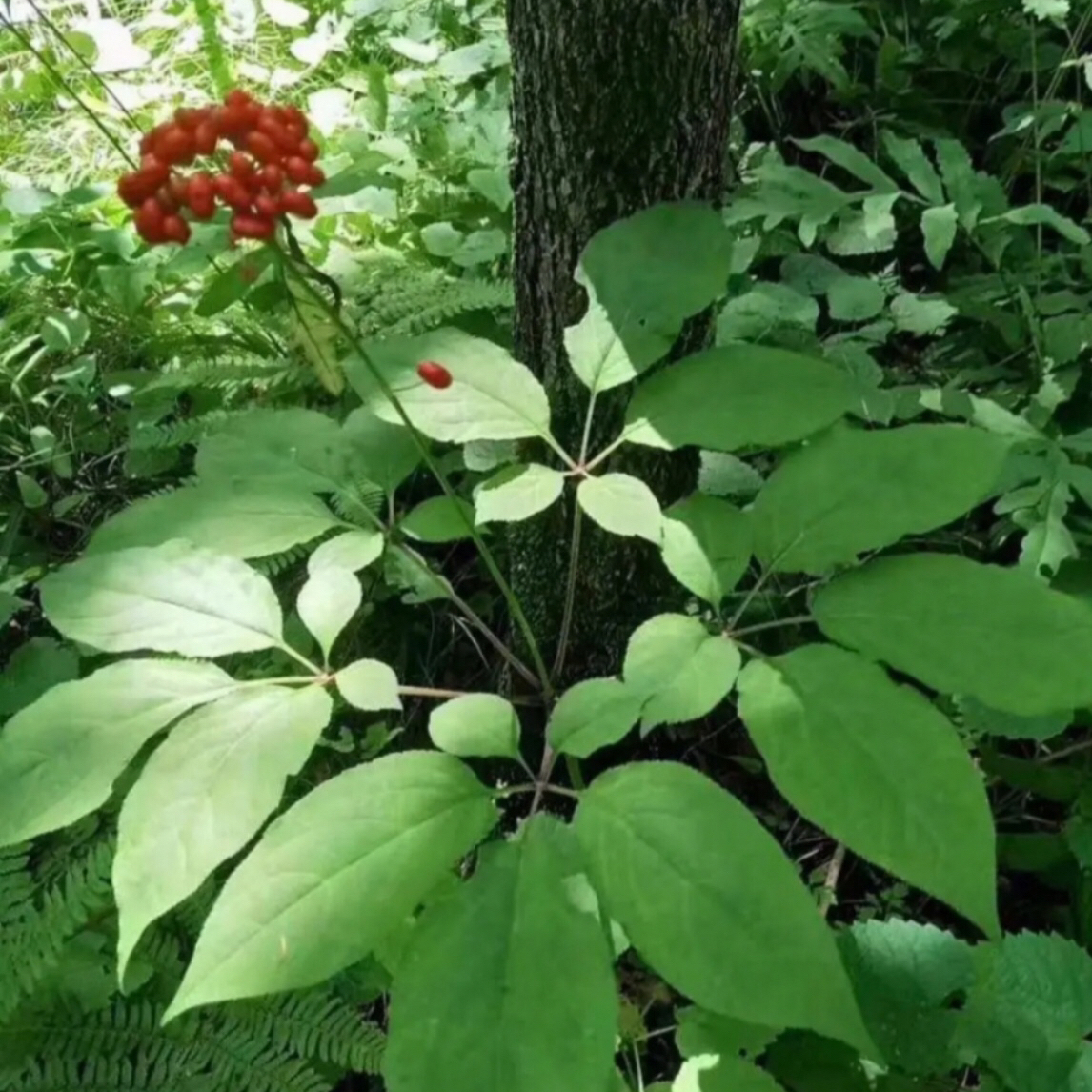 东北长白山新鲜林下野山参直播间改价商品（一物一价）