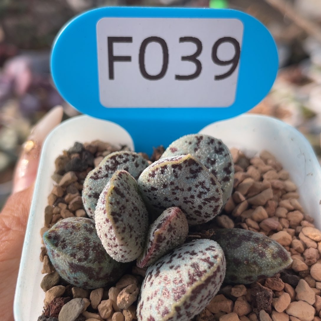     马蛋。 F039。   