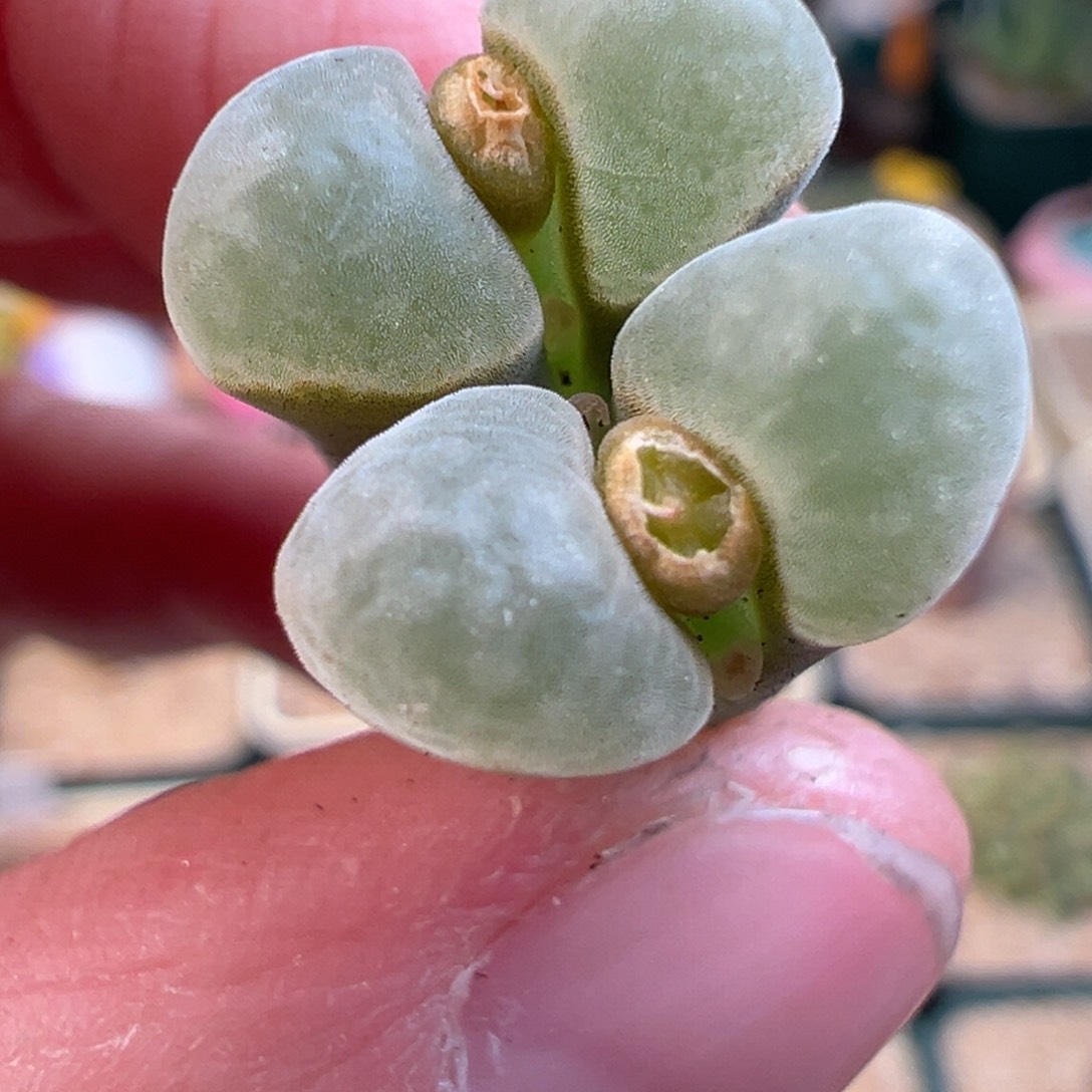 60号1802.6母本特选，