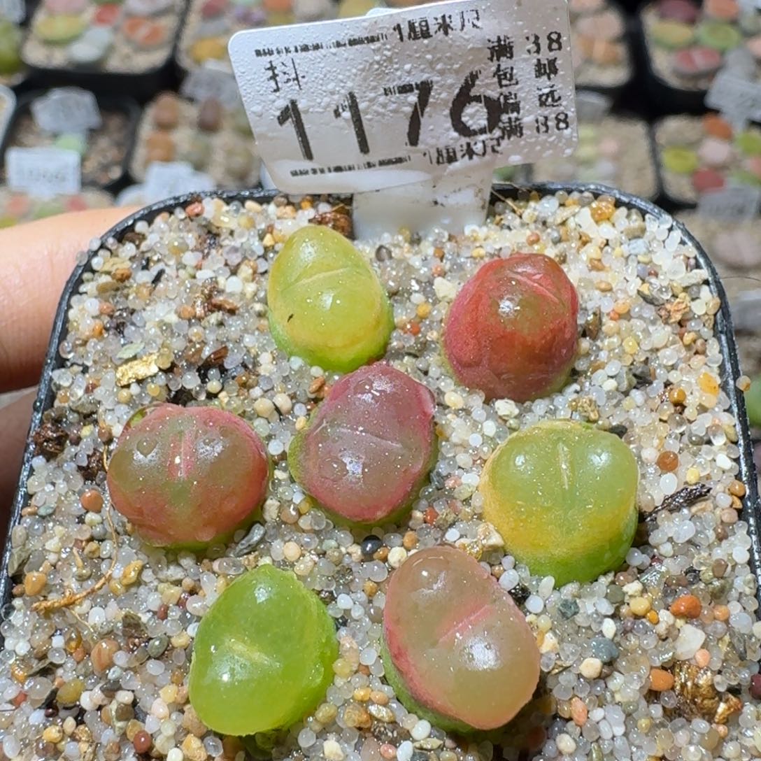 Sss生石花清货1176