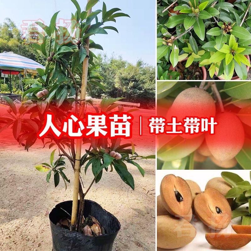 人心果苗越南泰国新品种四季开花结果香甜滑口