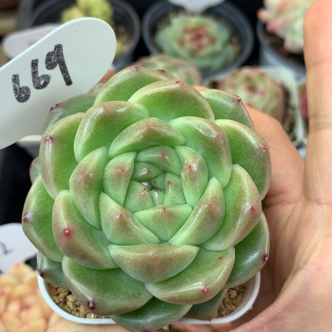 M100珍妮麦秆单头669