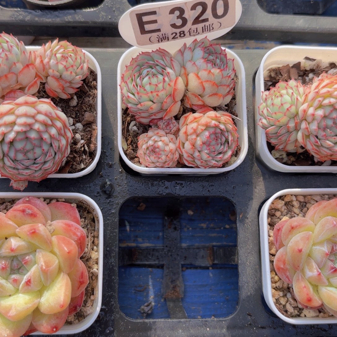 E320小红包一物一拍一