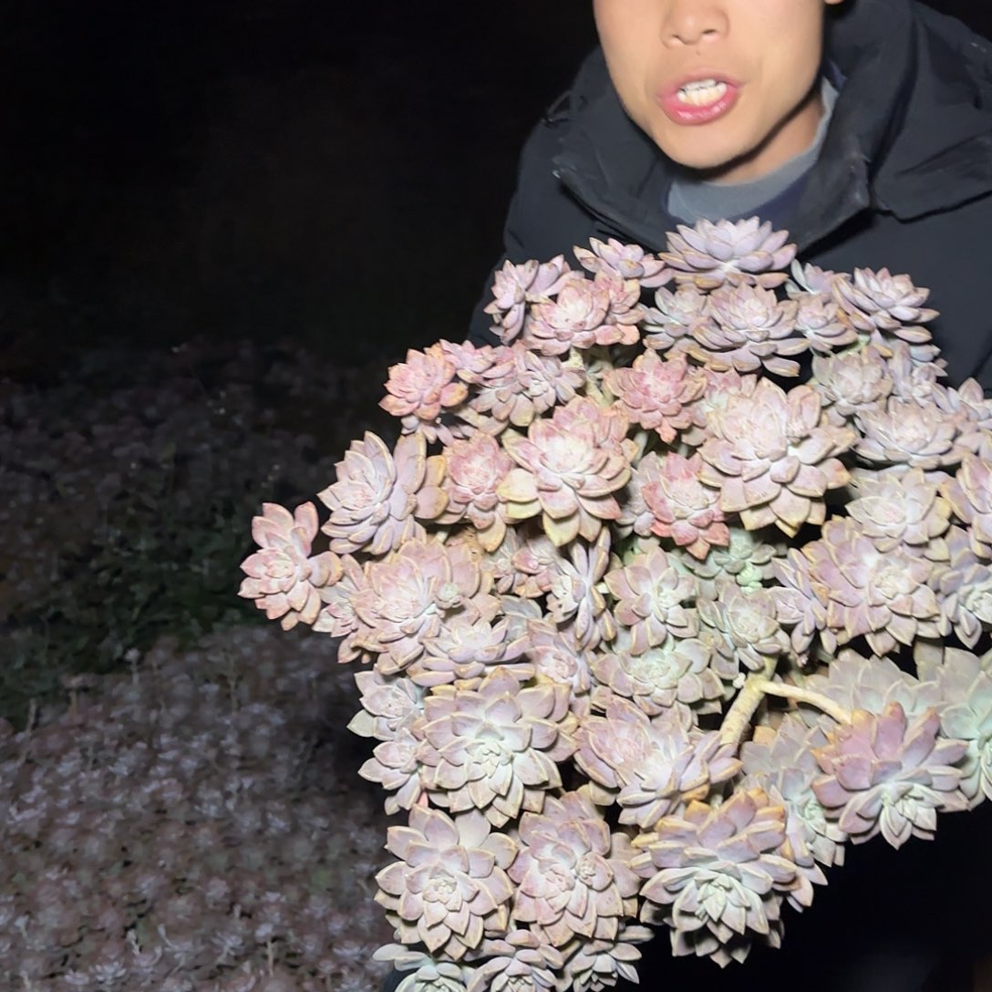 地栽大阿伦陪多肉1棵