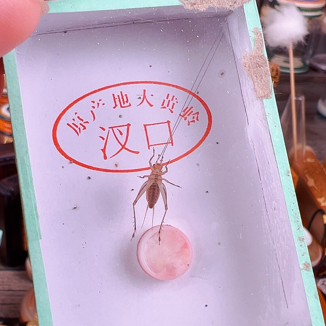 丹***丹好听的大黄蛉一个