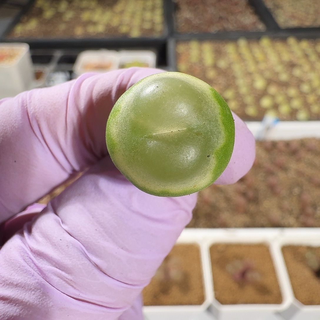 多肉植物福利拉登883