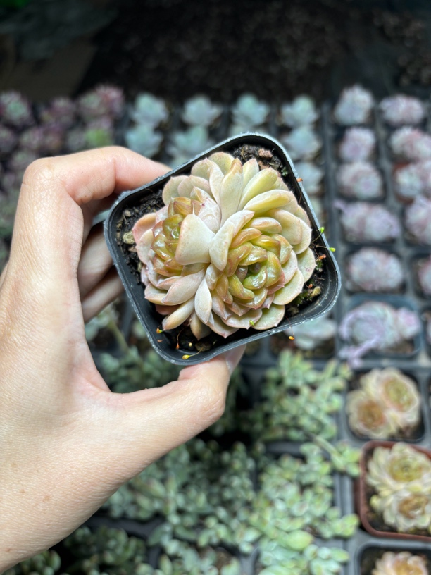 满9.9米包邮融晶贵货