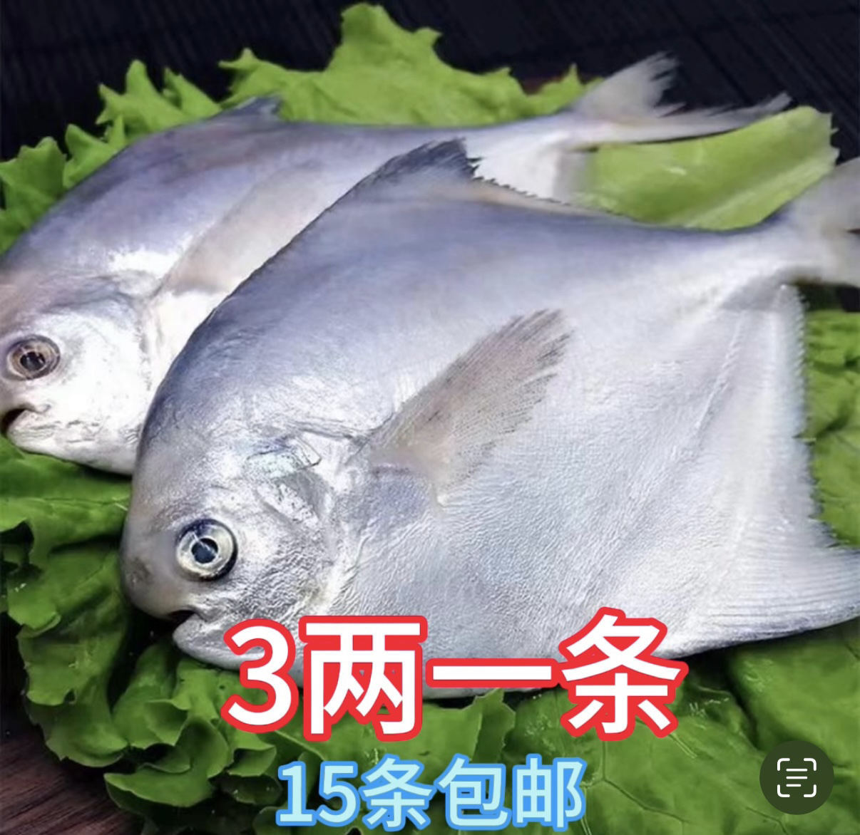 大鲳鱼3两一条（15条4斤半包邮）顺丰包邮液氮锁鲜发货