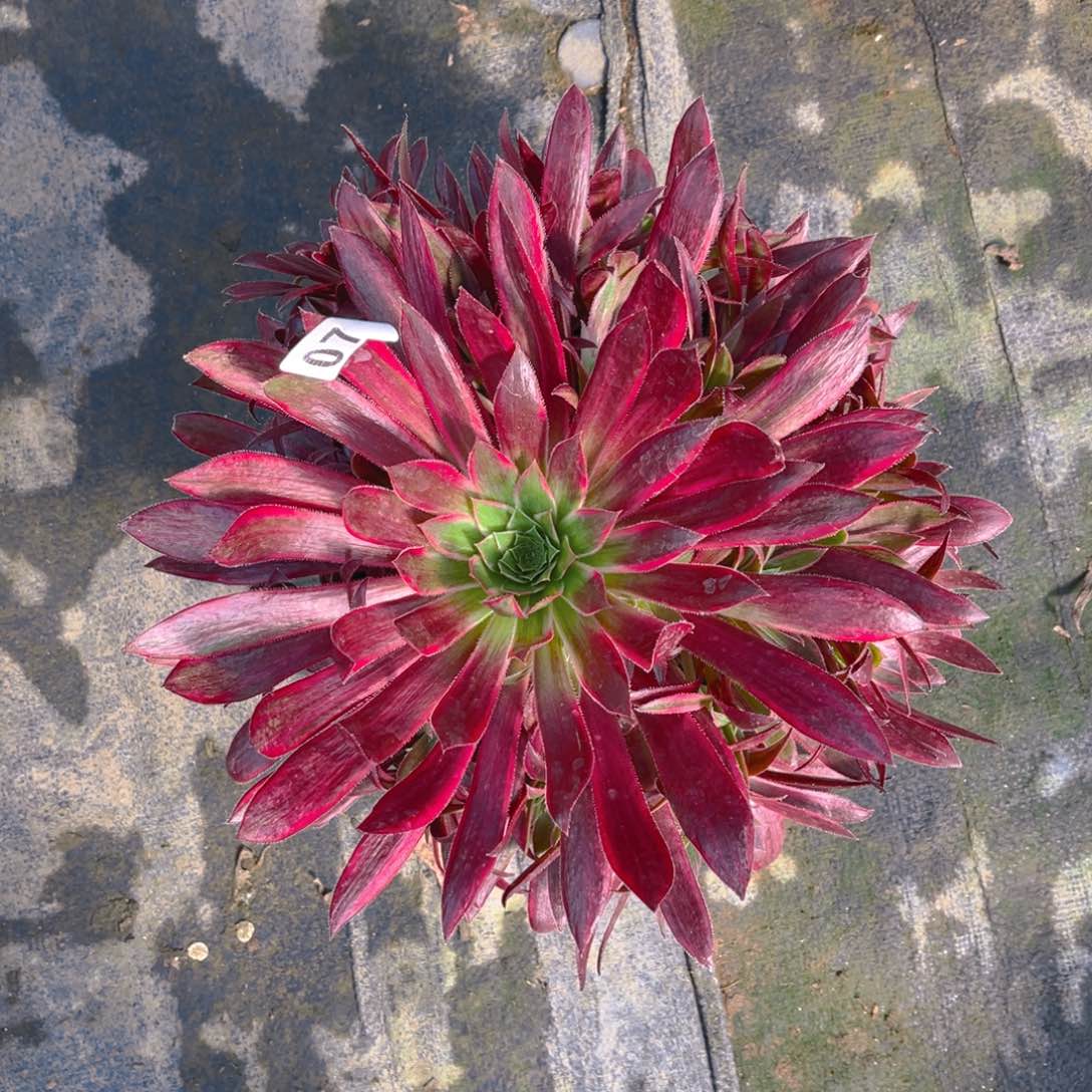 【闪购商品】孔雀077多肉