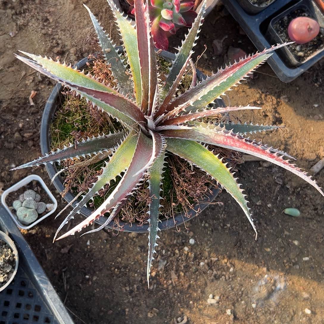 沙漠凤梨海林娜单头