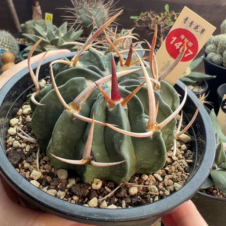 自根豪刺火焰刺龙剑丸8cm