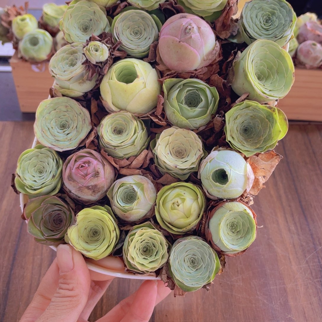 保底25颗以上量拍➕花篮88888