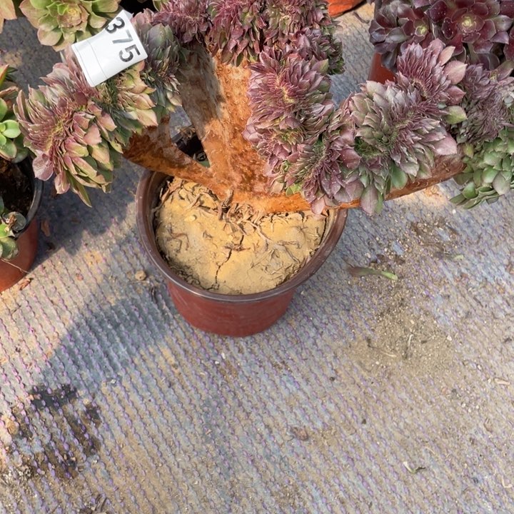 多肉沙拉碗缀化375