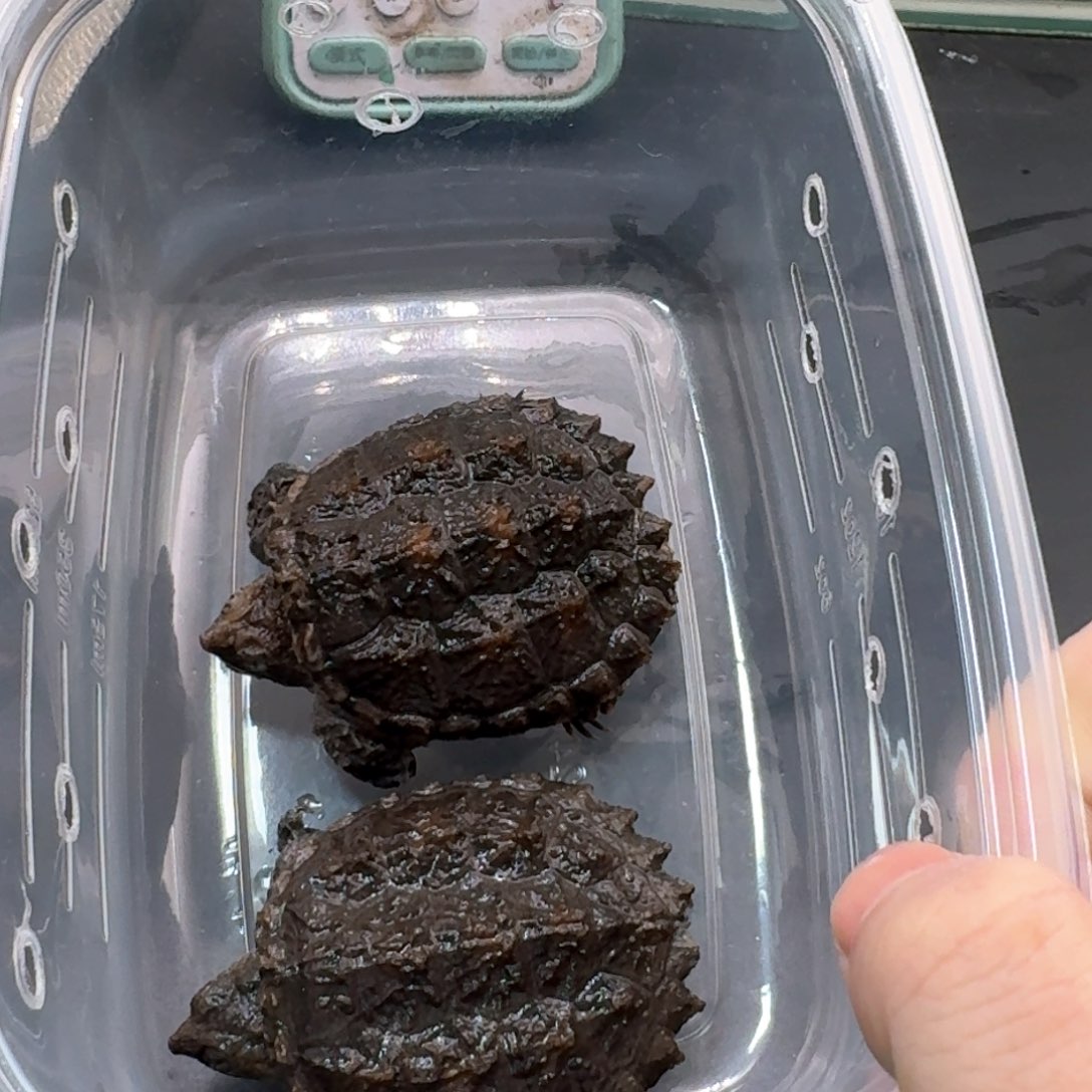 宠物龟不分公母11