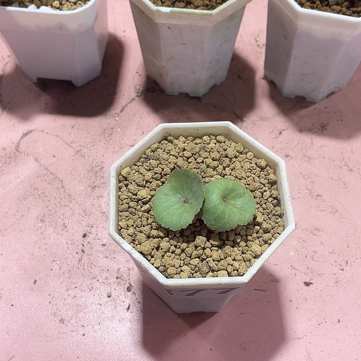 不***丢377小雨伞块根植物