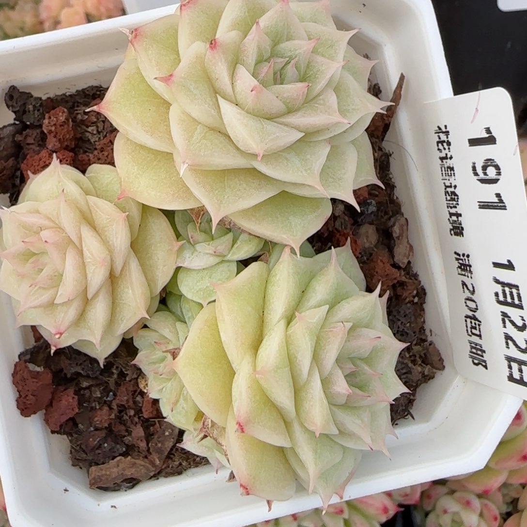 花语逸境0122-191