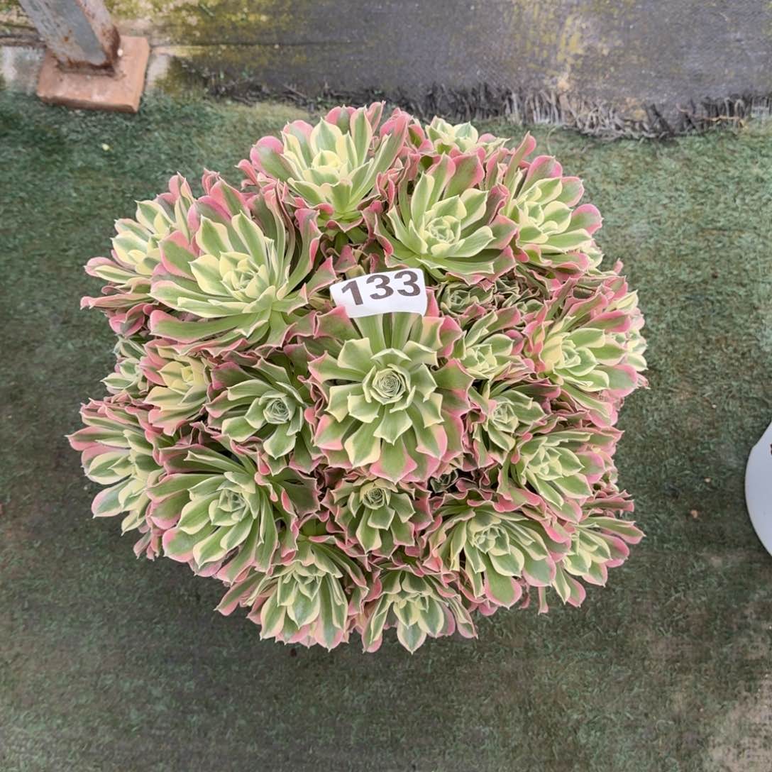 133！白凤法师多肉植物