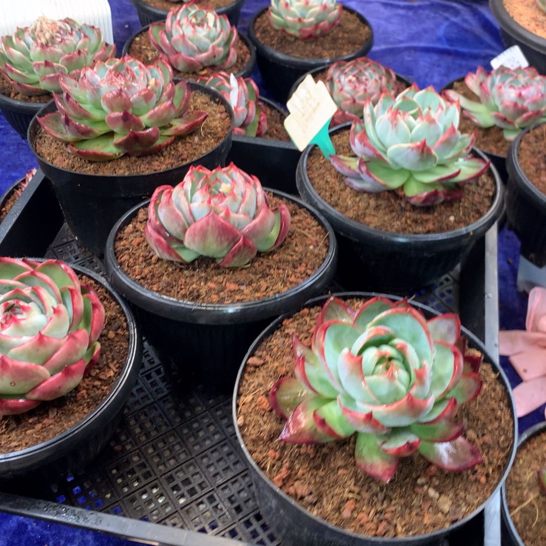 290多肉植物惊鸿5颗