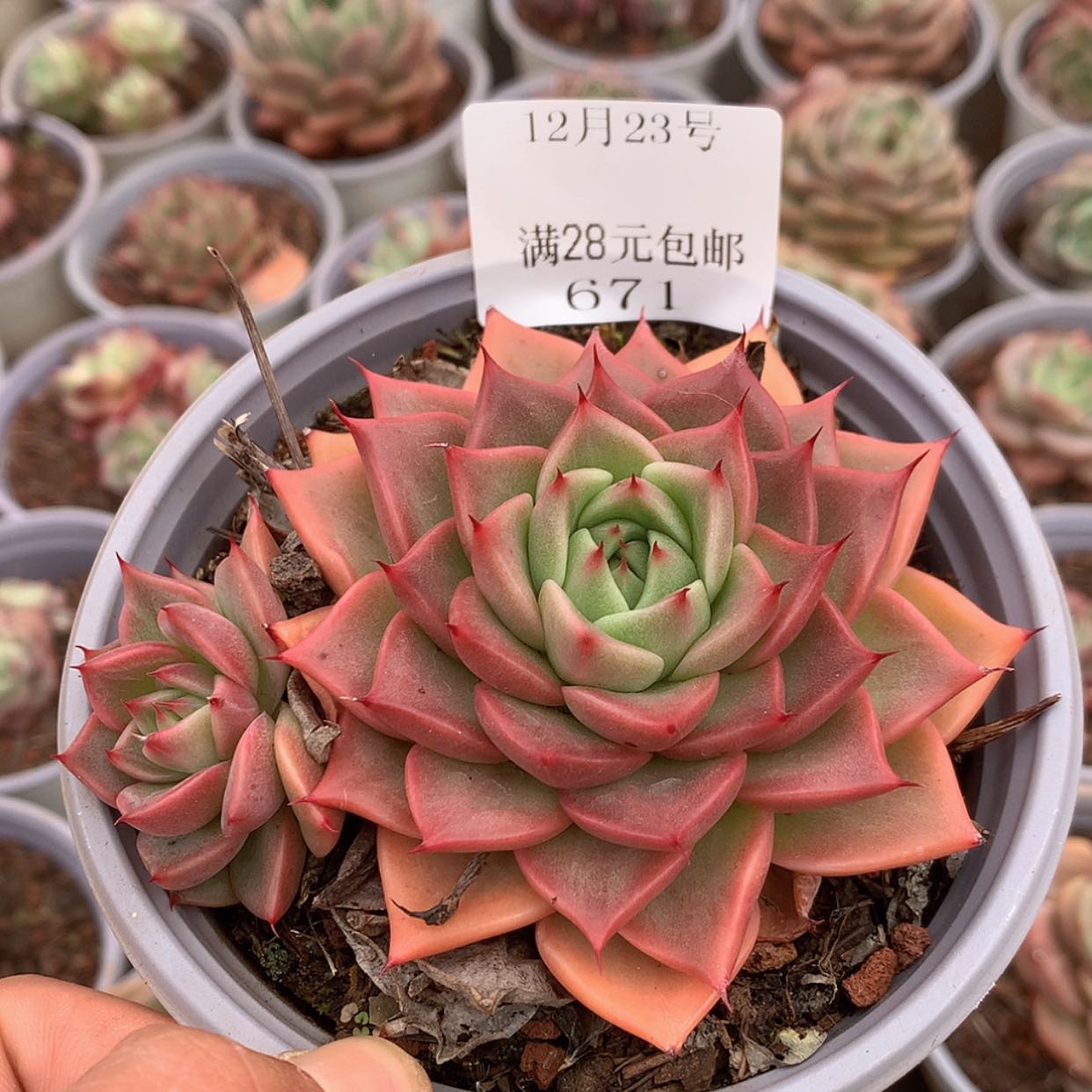 【闪购商品】云671