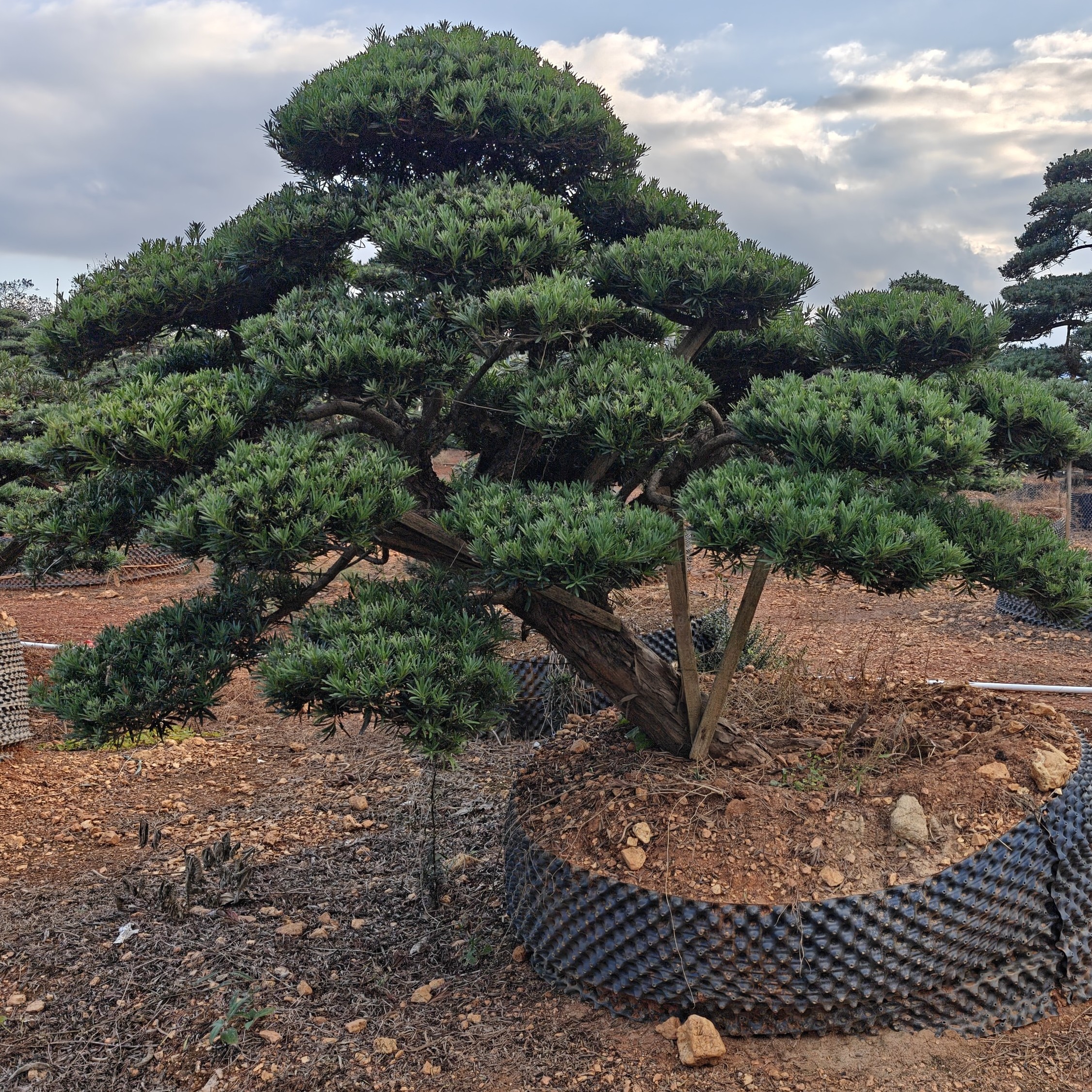 罗汉松盆景庭院装饰佳品